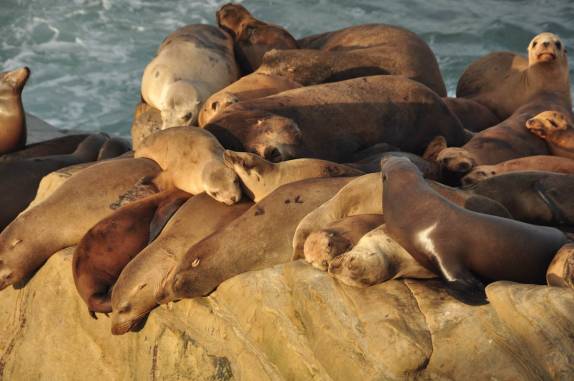 Leões-marinhos aproveitam o sol de fim de tarde num rochedo em La Jolla, em San Diego, no sul da Califórnia - Estados Unidos